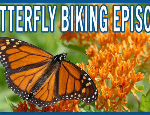 Bicycling with Butterflies