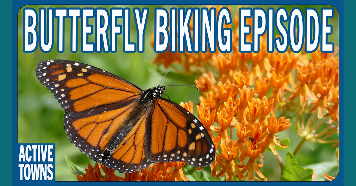 Monarch butterfly and a milkweed bloom